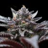 Double Stuffed Sorbet Marijuana Seeds