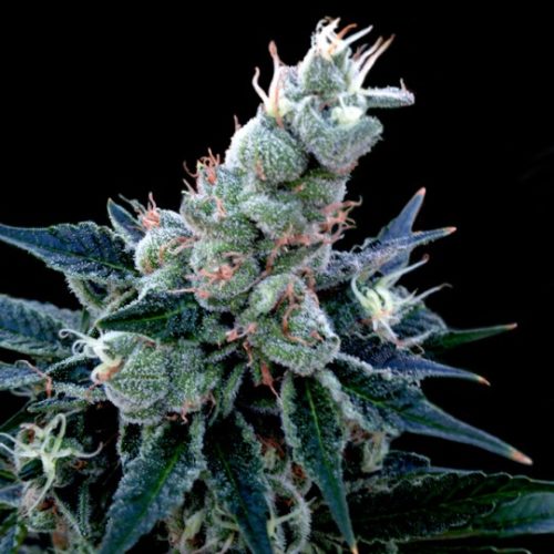 Double Alien 18 Marijuana Seeds