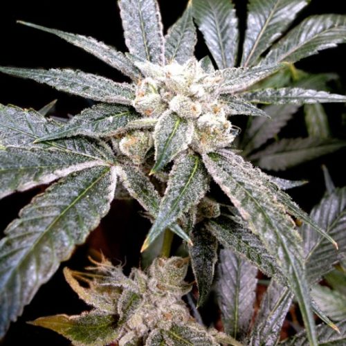 El Fuego Marijuana Seeds