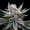 Florida Gold Marijuana Seeds