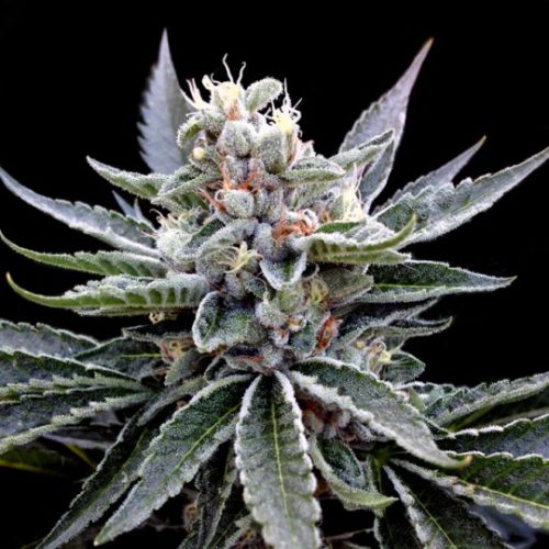 Florida Gold Marijuana Seeds