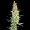 DNA Genetics Cole Train Feminized Cannabis seeds