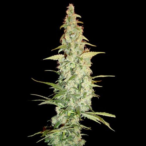 DNA Genetics Cole Train Feminized Cannabis seeds