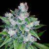 Kandy Kush Marijuana Seeds