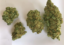 Buy Bruce Banner Bud Online