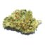 Buy Amnesia Haze Cannabis Strain Online