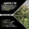 Buy Auntie's Pie cannabis seeds