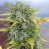 Buy Auto AK-47 Auto Flower Cannabis Seeds