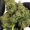 Buy God's Gift Cannabis Strain Online