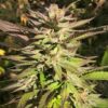 Brand Pakalolo Seed Pack Size 12 Seeds Per Pack Indoor / Outdoor Indoor / Outdoor DNA 60/40 Indica/Sativa Genetics Hybrid Lineage Sundae Driver x Kanaka Cake Yield Medium to High Seed Type Regular