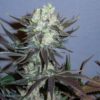 Buy Killer Glue Female Cannabis Seeds