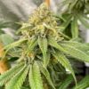 Buy OS Glue Regular Cannabis Seeds Online