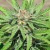 Buy Punani by Pakalolo Seed Cannabis Seedbank