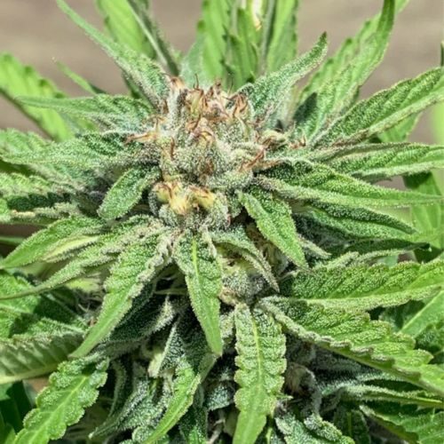 Buy Punani by Pakalolo Seed Cannabis Seedbank