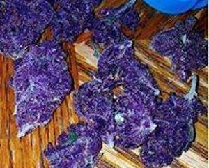 Buy Purple Urkle Cannabis Strain Online