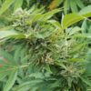 Buy Royale Creeme Cracker Cannabis Seeds Online