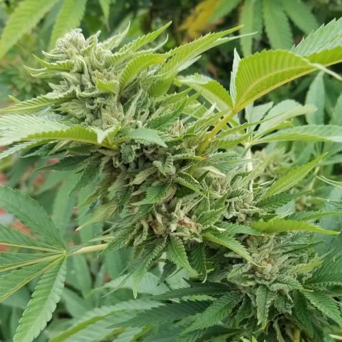 Buy Royale Creeme Cracker Cannabis Seeds Online