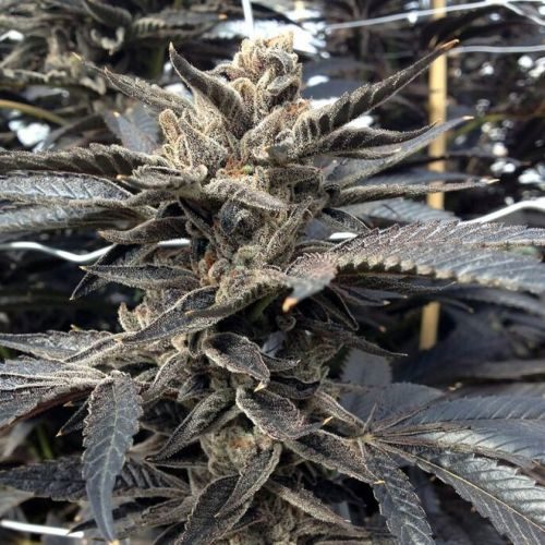 Buy Star Killer Female Cannabis Seeds