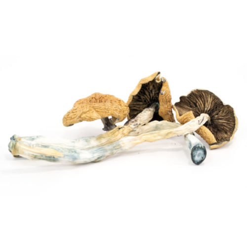 Get your hands on authentic African Transkei mushrooms with just one click! Order online and have them delivered directly to your door.