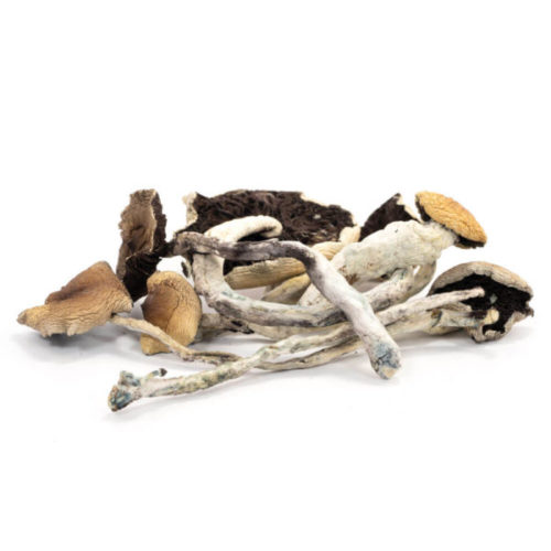 Order B+ Cubensis Mushrooms Online