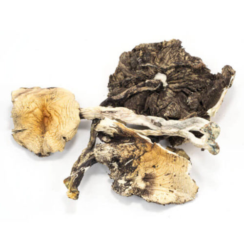 Order Mexican Cubensis Mushrooms Online