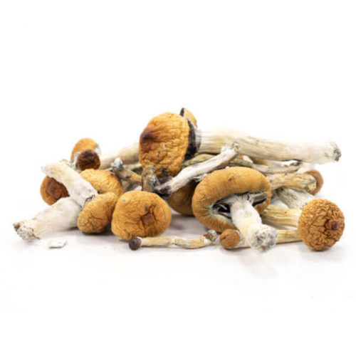 Order Golden Teacher Mushrooms Online