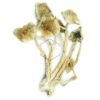 Order Psilocybe Caerulescens Shrooms Online