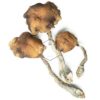 Order Psilocybe Samuiensis Mushrooms Online