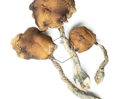 Order Psilocybe Samuiensis Mushrooms Online