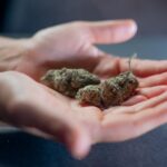 Photo of SKunk Weed on Person's Hands