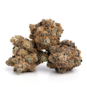 Dark-purple-Black-Cherry-Punch-cannabis-buds-covered-in-glistening-trichomes-and-vibrant-orange-hairs