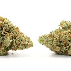 Macro shot of Blueberry Kush cannabis flower showcasing vibrant colors and berry aroma
