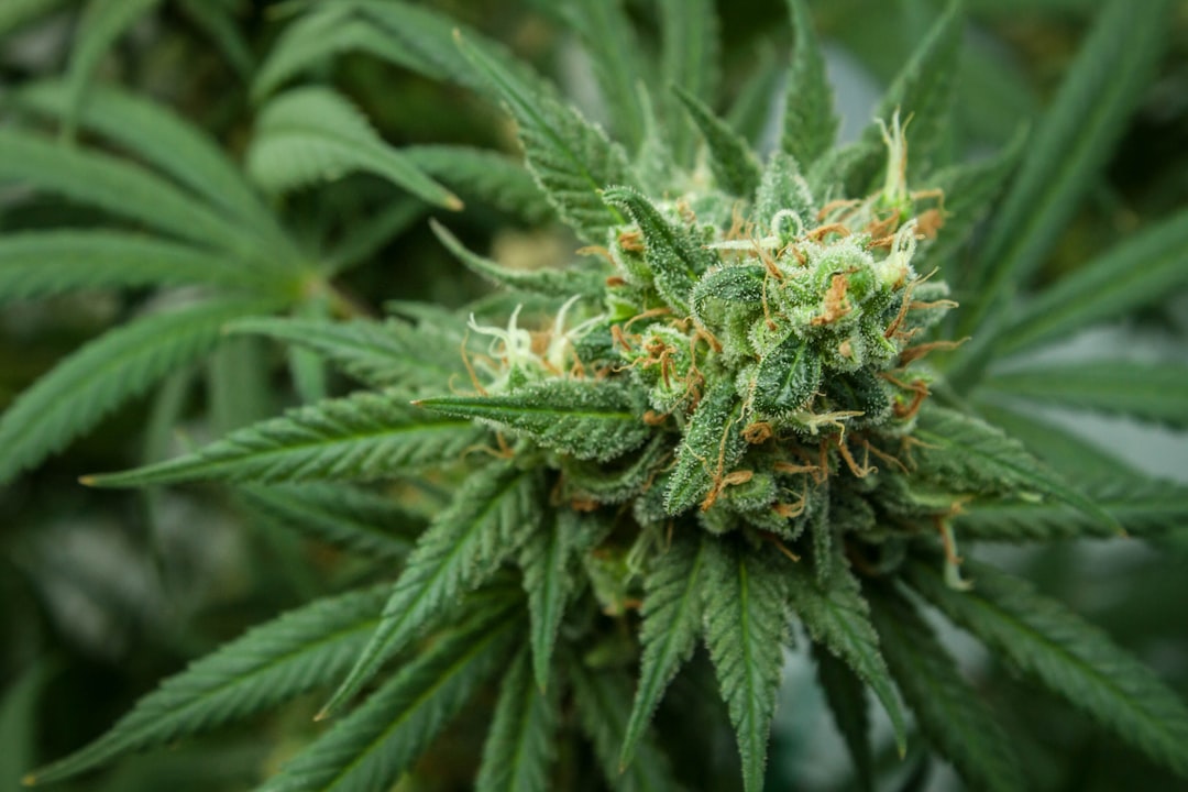 About 1 Cannabis plant