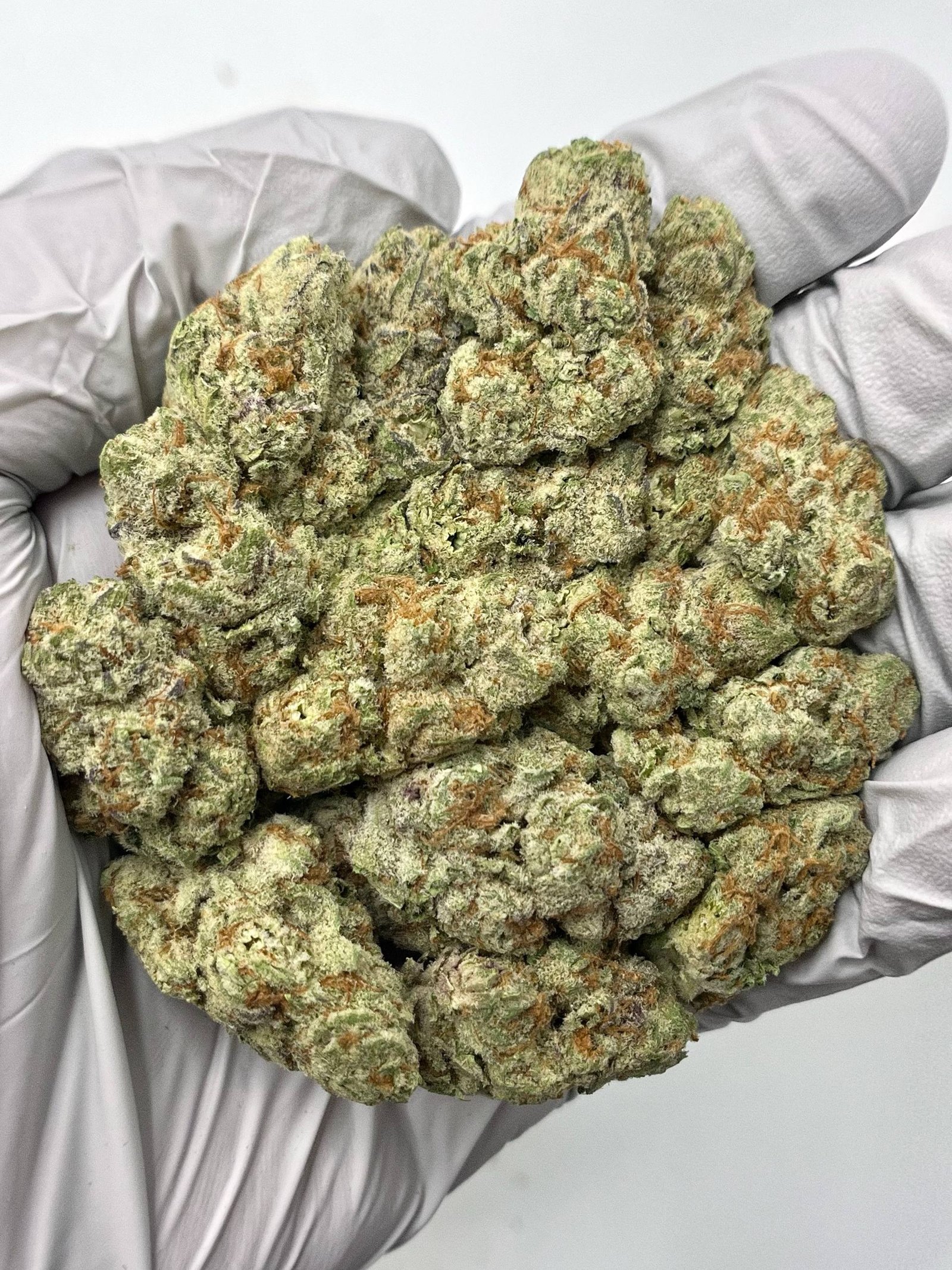 Purple Gusher THCa Flower 1 Purple Gusher THCa Flower