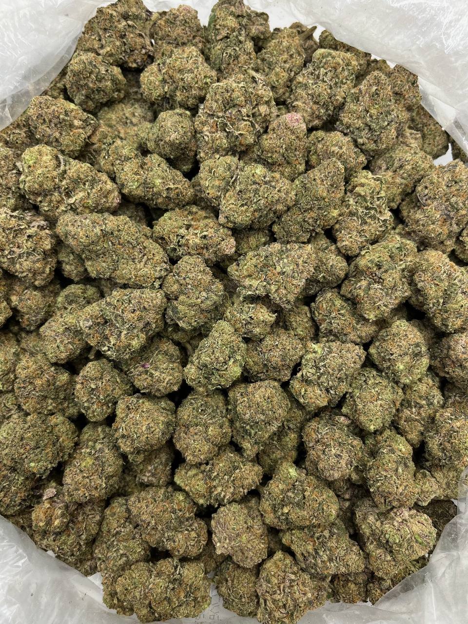 Girl Scout Cookies THCa Flower 2 Girl Scout Cookies THCa Flower - Image 2