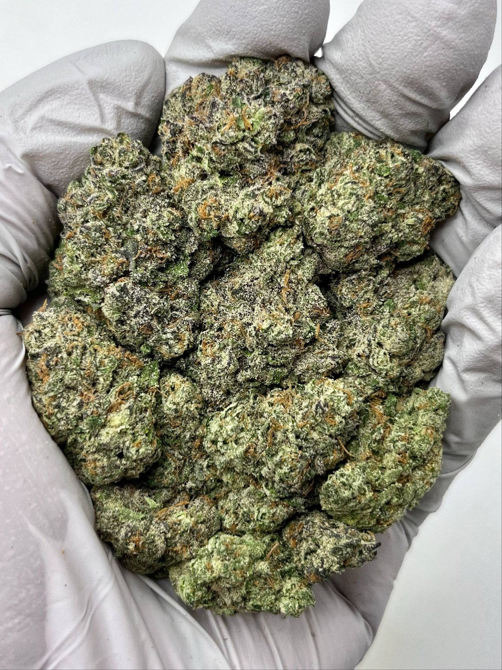 Sherbert THCa Flower 1 Sherbert THCa Flower