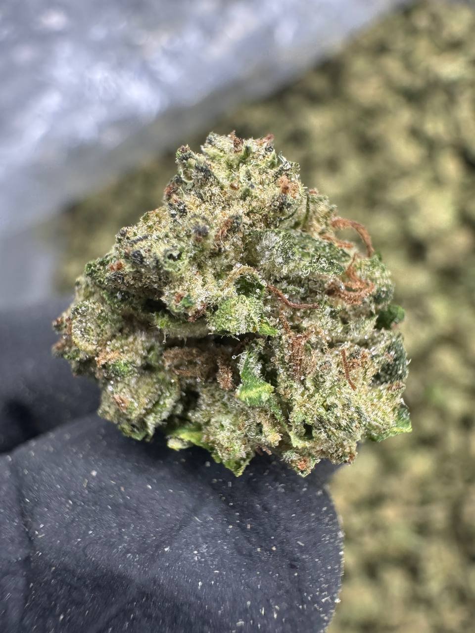 Apples and Bananas THCA Flower – Greenhouse Gold Nuggets 1 Apples and Bananas THCA Flower – Greenhouse Gold Nuggets