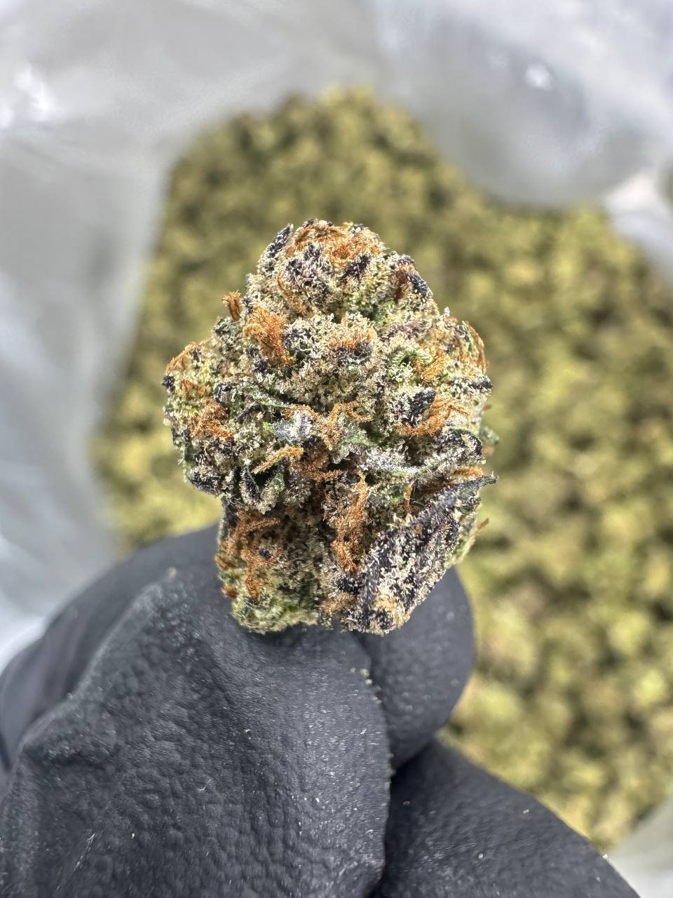 Jealousy THCA Flower – Greenhouse Gold Nuggets 1 Jealousy THCA Flower – Greenhouse Gold Nuggets