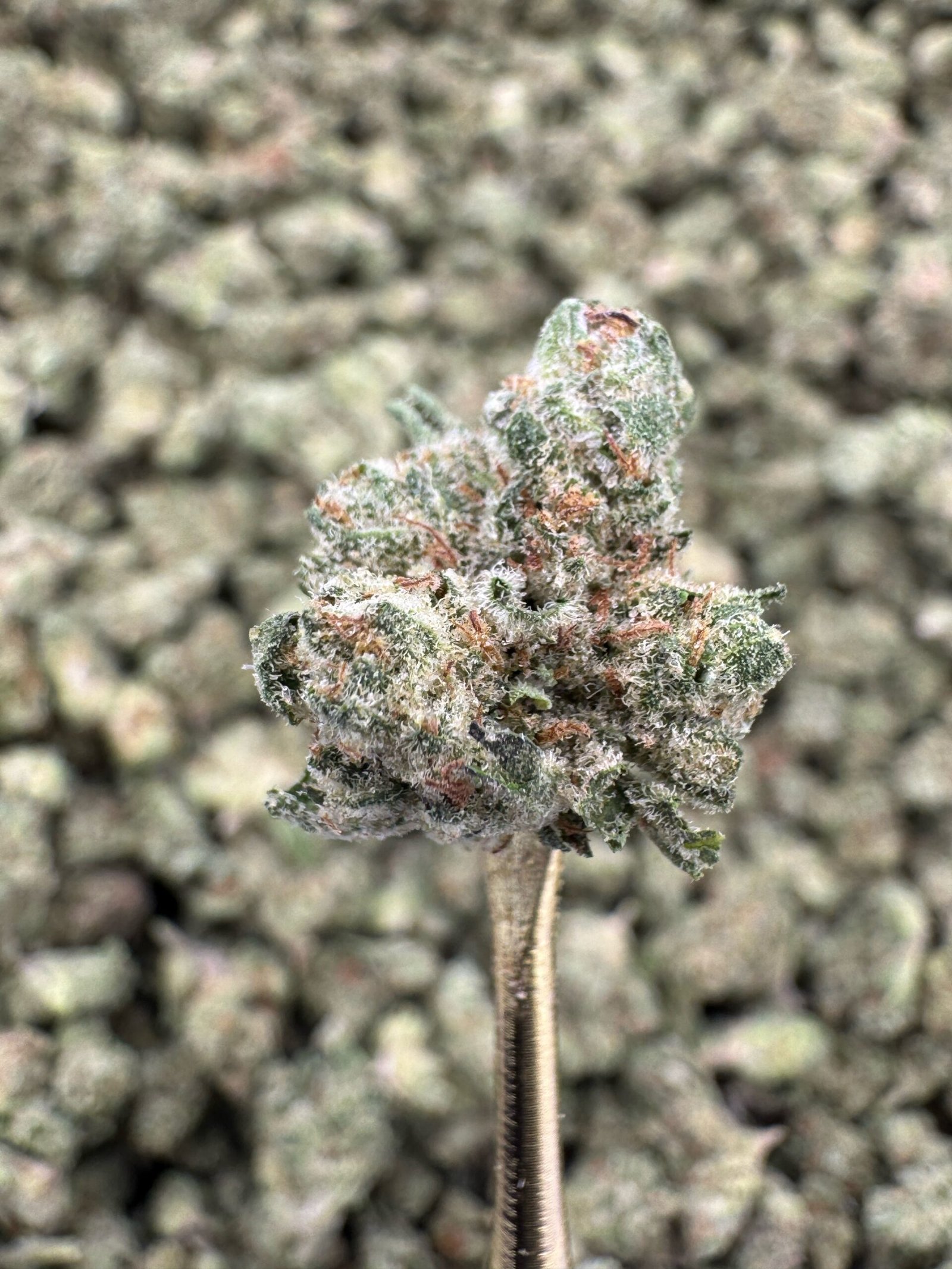 Animal Mints THCA Flower – Greenhouse Gold Nuggets 1 Animal Mints THCA Flower – Greenhouse Gold Nuggets