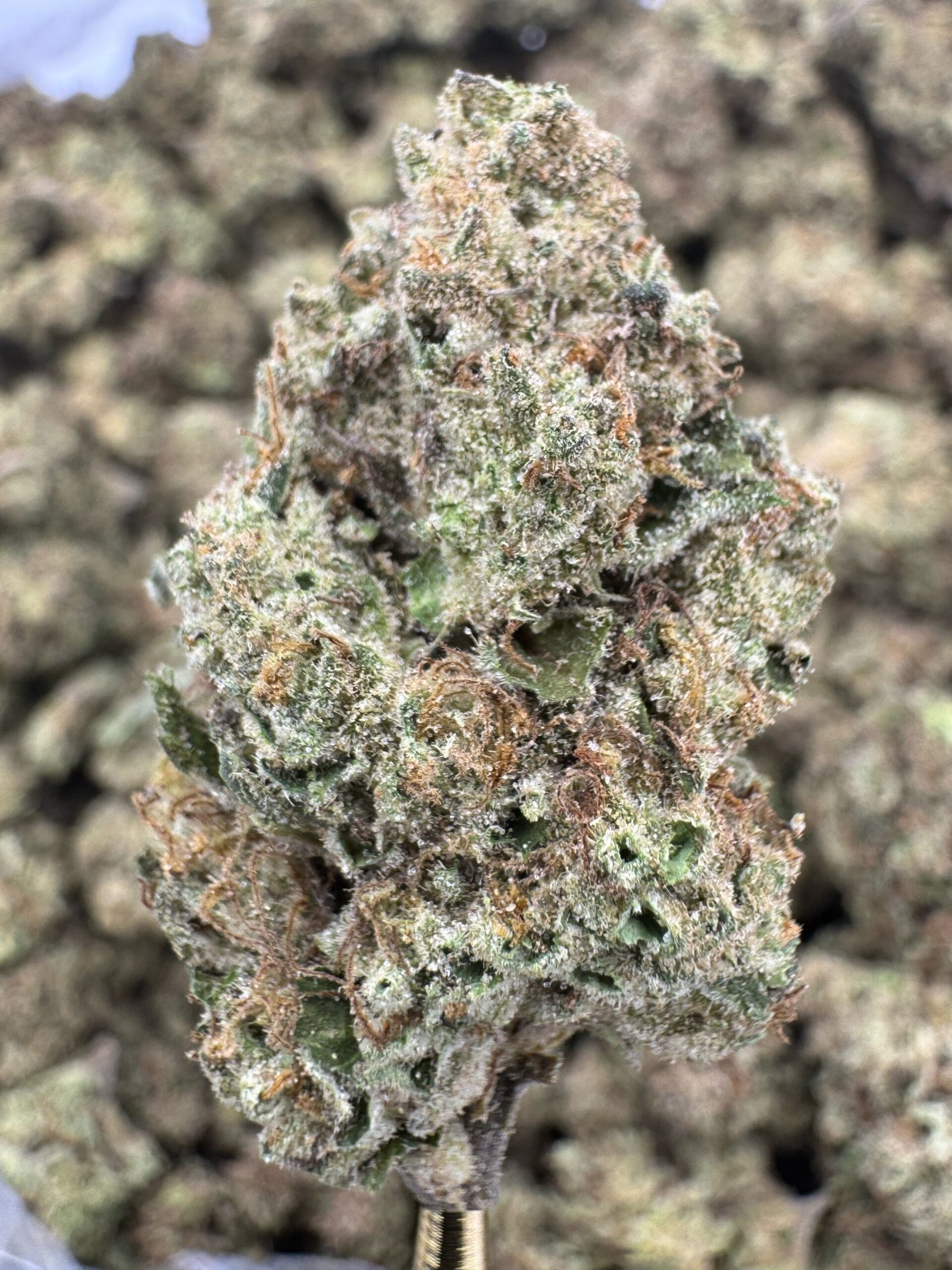 Apples and Bananas THCA Flower – Greenhouse Top Cut 1 Apples and Bananas THCA Flower – Greenhouse Top Cut