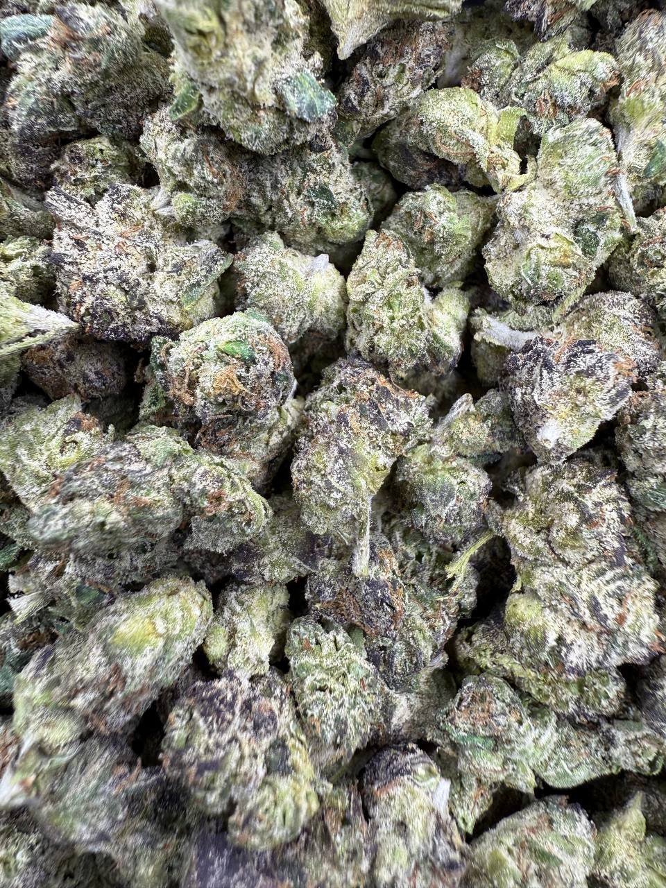 Bacio Gelato THCA Flower – Indoor Exotic Gold Nuggets 1 Bacio Gelato THCA Flower – Indoor Exotic Gold Nuggets