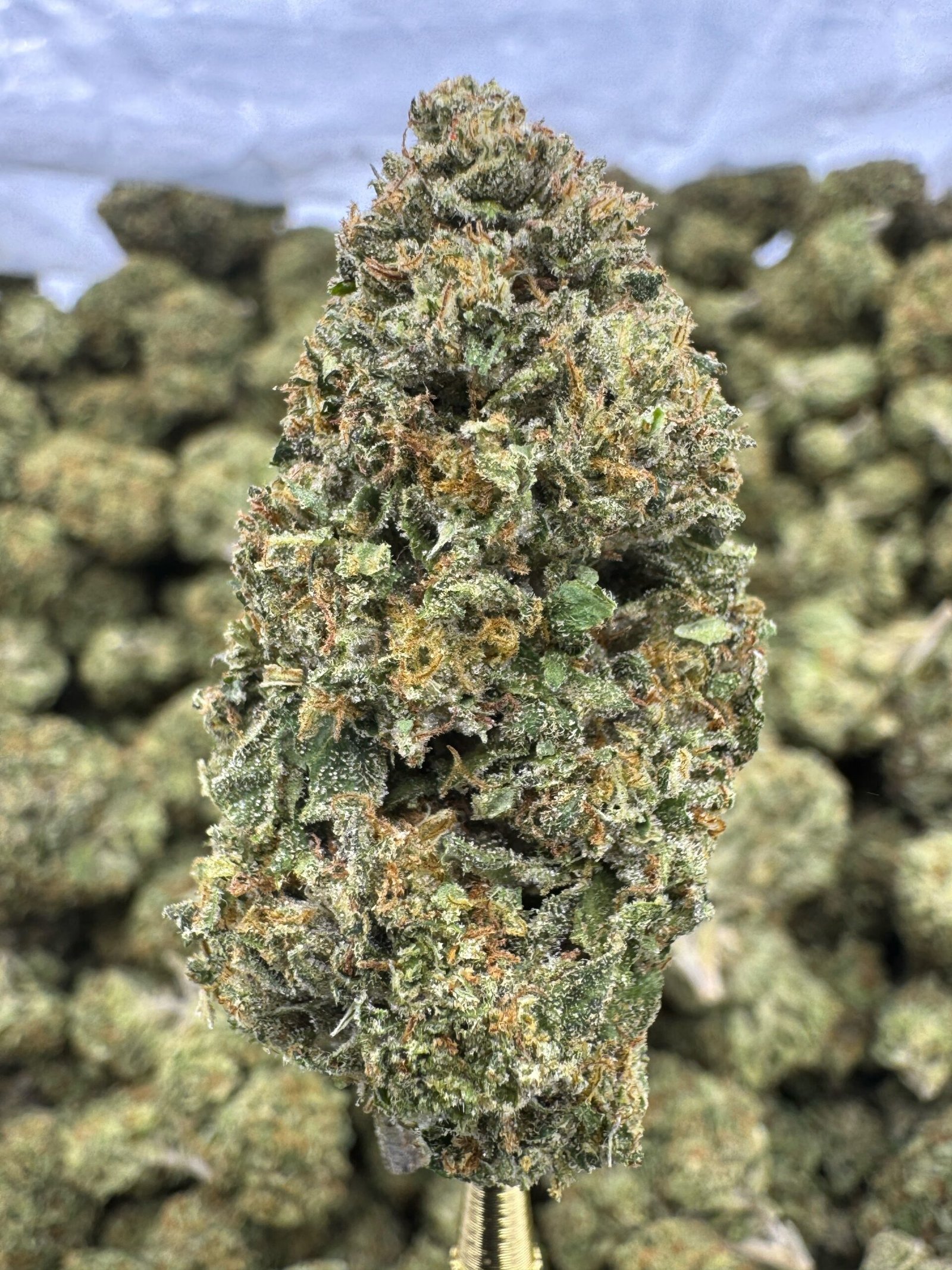 Biscotti THCA Flower – Greenhouse Top Cut 1 Biscotti THCA Flower – Greenhouse Top Cut