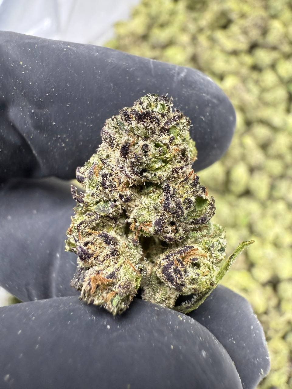Blue Andeze THCA Flower – Indoor Exotic Gold Nuggets 1 Blue Andeze THCA Flower – Indoor Exotic Gold Nuggets