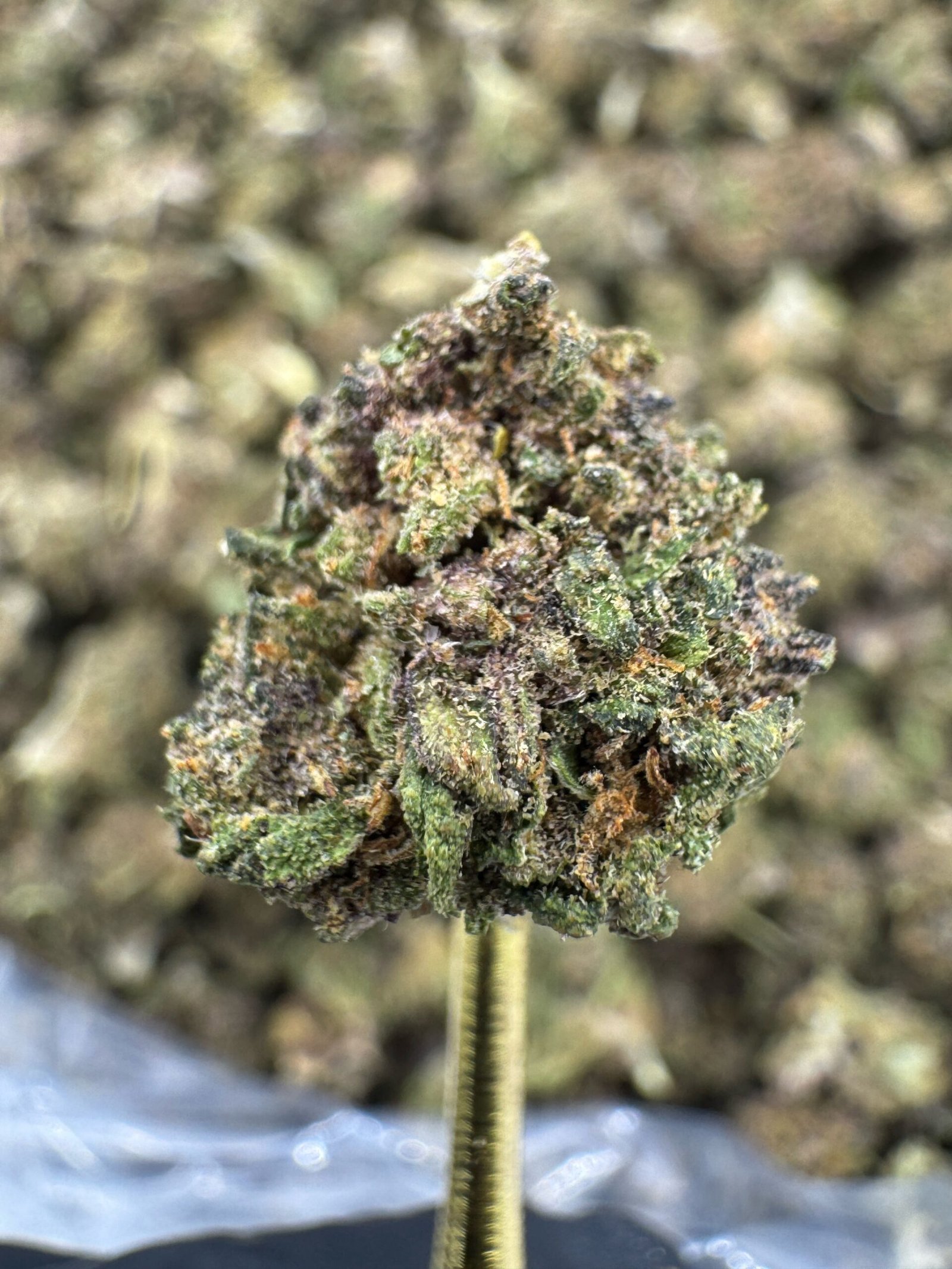Blue Meringue CBD Flower – Sungrown Gold Nuggets 1 Blue Meringue CBD Flower – Sungrown Gold Nuggets