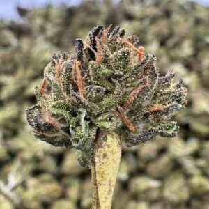 Blue Zushi THCA Flower – Sungrown Gold Nuggets