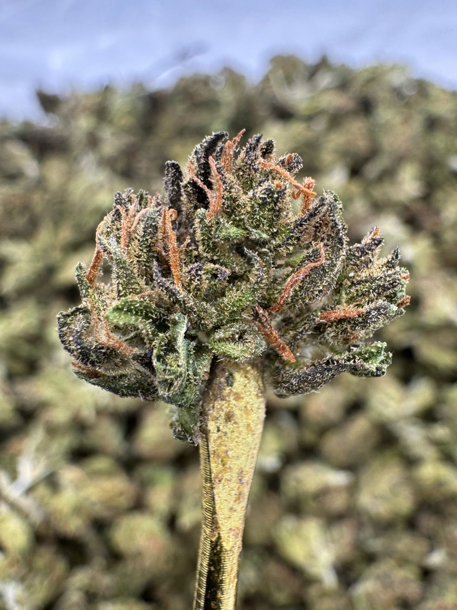 Blue Zushi THCA Flower – Sungrown Gold Nuggets 1 Blue Zushi THCA Flower – Sungrown Gold Nuggets