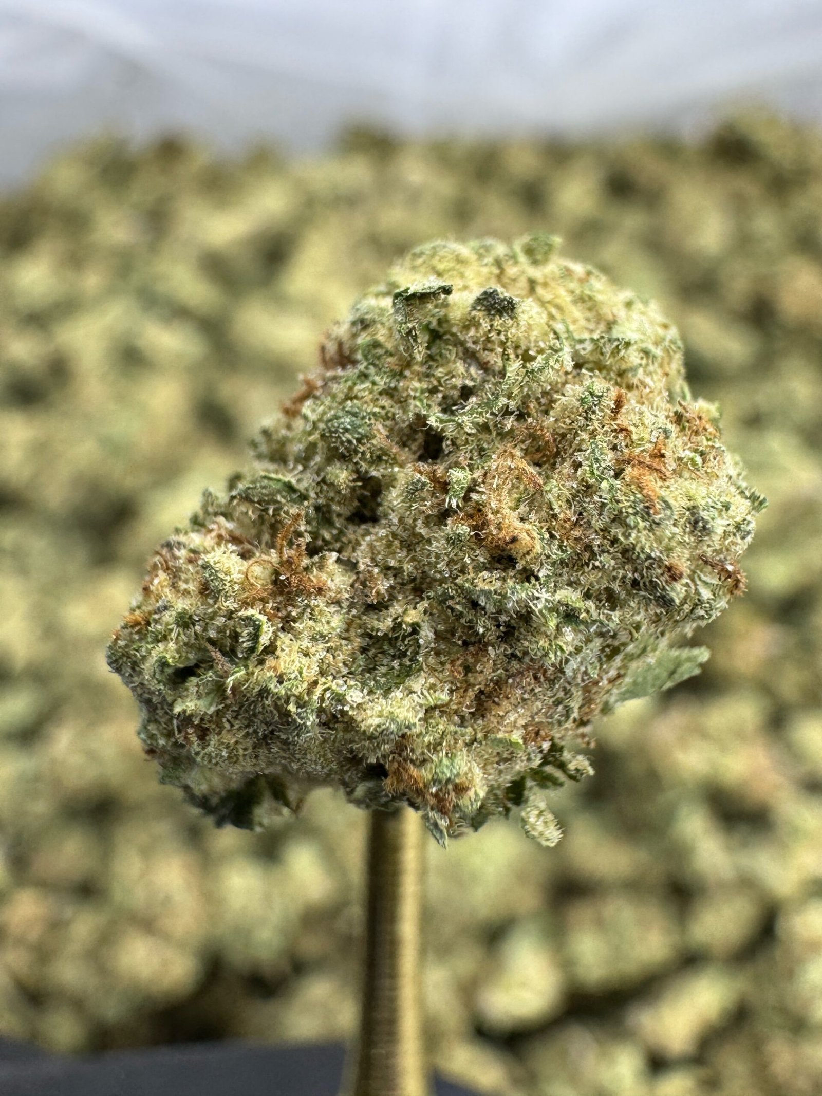 Blueberry Muffin THCA Flower – Indoor Gold Nuggets 1 Blueberry Muffin THCA Flower – Indoor Gold Nuggets