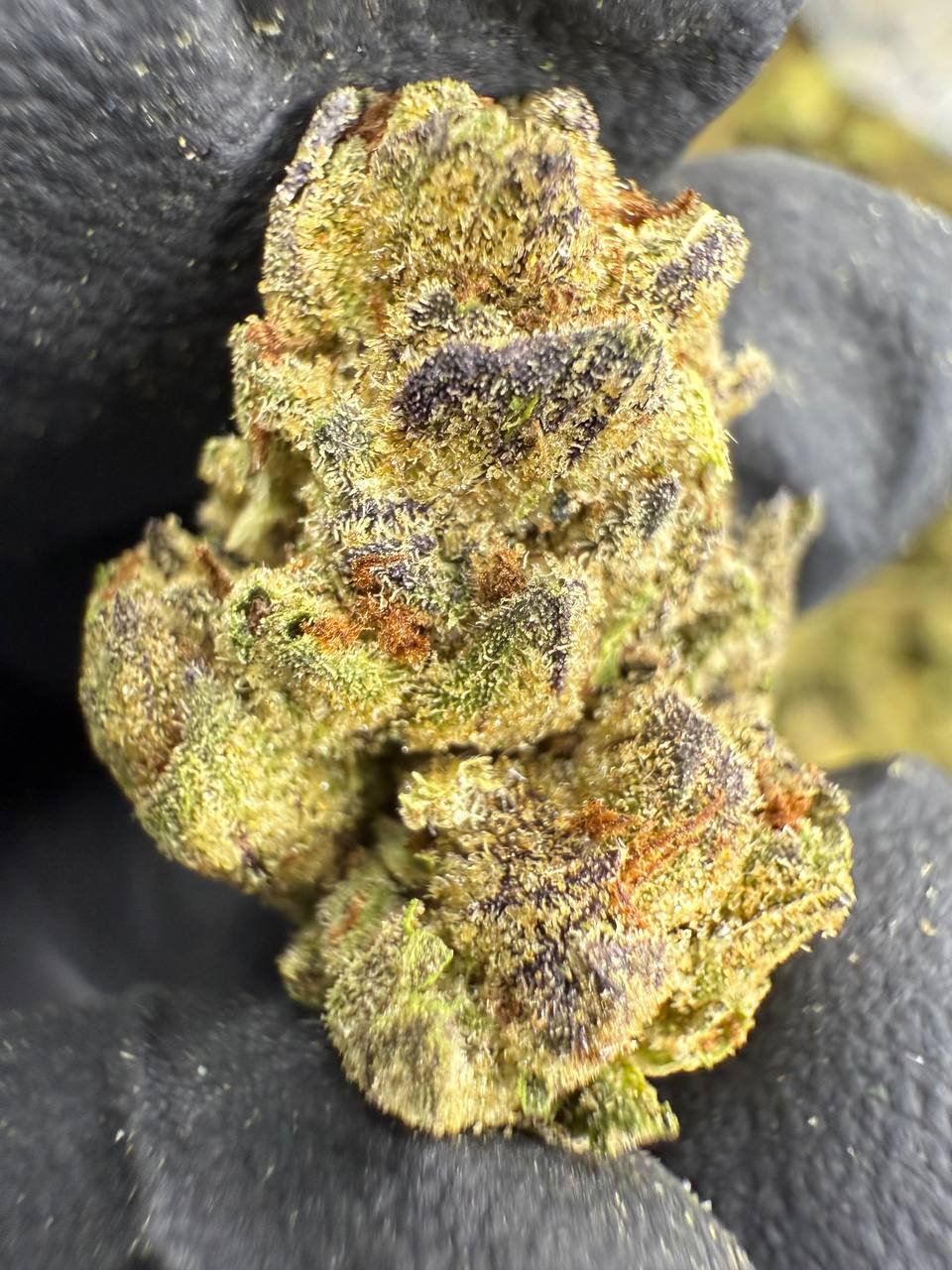 Cadillac Rainbow THCA Flower – Greenhouse Gold Nuggets 1 Cadillac Rainbow THCA Flower – Greenhouse Gold Nuggets