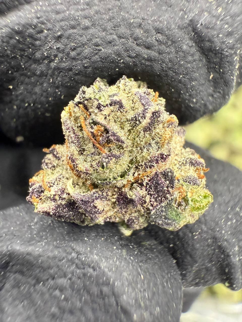 Candy Gas THCA Flower – Indoor Exotic Gold Nuggets 1 Candy Gas THCA Flower – Indoor Exotic Gold Nuggets