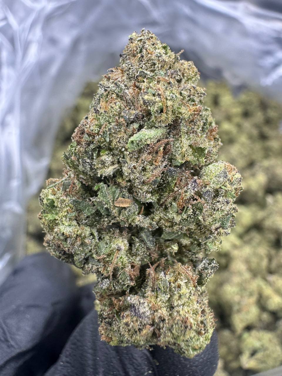 Candy Runtz THCA Flower – Greenhouse Top Cut 1 Candy Runtz THCA Flower – Greenhouse Top Cut